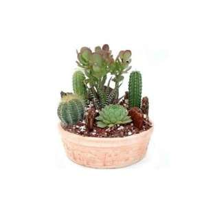  Cactus Garden Small  Green Gift that Ships Via 2 Day Air 