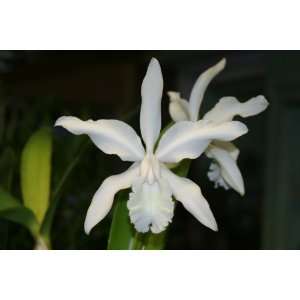 intermedia alba`Penn Valley AM/AOS Cattleya Orchid Plant  