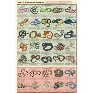    Feenixx Publishing North American Snakes Poster: Home & Kitchen