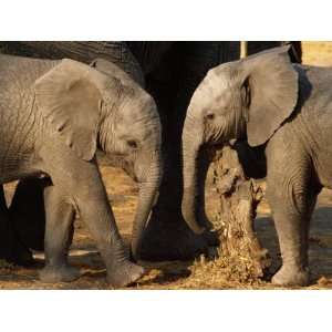Two Two Year Old African Elephant Calves Rubbing against a Stump after 