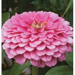  Davids Non Hybrid Flower Zinnia Benarys Giant Bright 