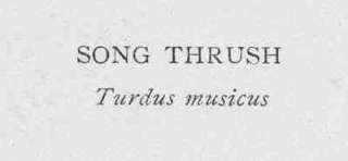 Birds: SONG THRUSH. Attractive Antique Print. 1907  
