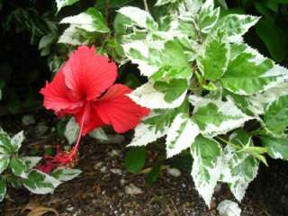 Tropical Hibiscus Plant Snow Queen Variegated Leaves  