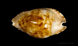 Zoila marginata Consueta 61mm GEM STUNNING PRECIOUS Australia Seashell 
