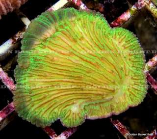 ADDED DAILY 20+ NEW WYSIWYG CORALS W/ SIZE FOR IMMEDIATE ENJOYMENT 