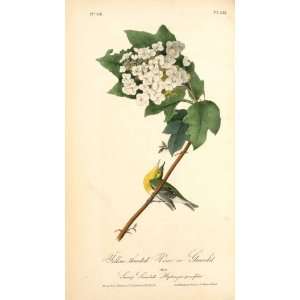     32 x 56 inches   Yellow throated Vireo, or Gree Home & Kitchen