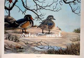ART LITHOGRAPH WOOD DUCKS by RICHARD EVANS YOUNGER (1928 2008) 30X23 