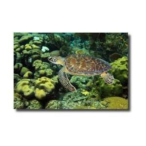   Turtle Chelonia Mydas Bonaire Island Netherlands Antille Giclee Print