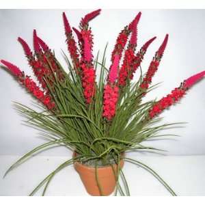  24 Silk Torch Flower and Wild Grass (bright red)