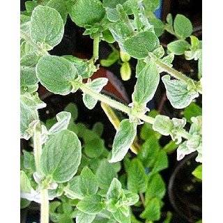  Zaatar Herb 50 Seeds   New Oregano   Origanum syriaca 