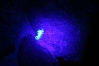 51 UV LED Scorpion Detector Hunter Finder Ultra Violet Blacklight 