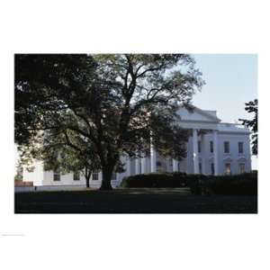  Tree in front of a government building, White House 