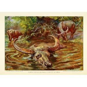 1925 Print African Buffalo India River Bison Wildlife Animal Edward H 