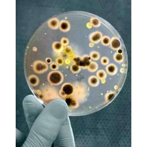  Petri Dish with Bacteria in a Hand of Scientist   60H x 