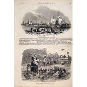  Corn Port New Orleans Poultry Yard Duncan Print 1847: Home 