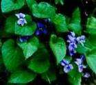 25 Wildflower Purple Perennial Violet Flower Plant Corm