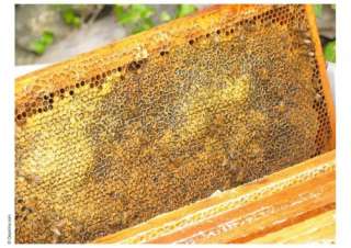 beemaster s beekeeping course bees and honey beginners guide mannlake