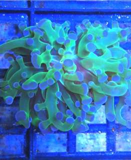   Aquarium Coral Grow Lighting Atinic Blue Moon and Bright White  