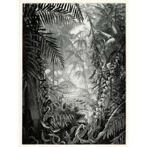  1898 Print Pioneer River Jungle Vegetation Trees Plants 