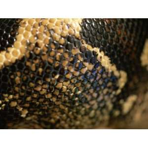  A Close View of the Scales of a Red Tailed Boa Constrictor 