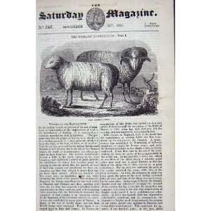 1837 MERINO SHEEP ANIMALS ANTIQUE PRINT: Home & Kitchen