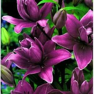  Ceres Double Asiatic Lily 3 Bulbs NEW  Magenta Color 