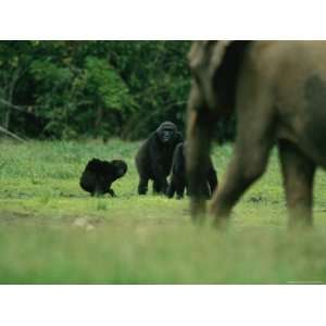  A Group of Lowland Gorillas Warily Watch a Passing Forest 