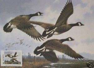 84 Oregon Waterfowl Stamp & Print by Michael Sieve  