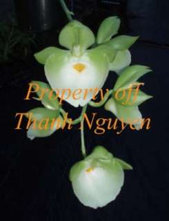   plant produces beautiful large saucer flowers this variation produces