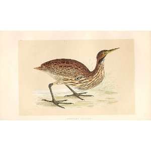  American Bittern British Birds 1St Ed Morris 1851