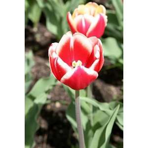 12 Leen van der Mark Tulip Flower Bulbs  Grocery 