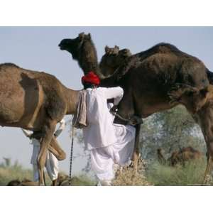 Camel Man and His Camels, Thar Desert, Rajasthan State, India Premium 