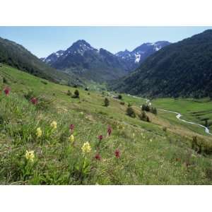  Wild Orchids, Vall DIncles, Soldeu, Andorra, Europe 