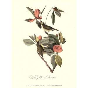  Audubons Vireo   Poster by John James Audubon (10x13 