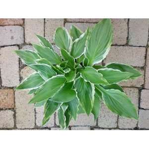 Hosta Sundancer (Hosta Bersun or Sundance) {25 Bare Root plants 