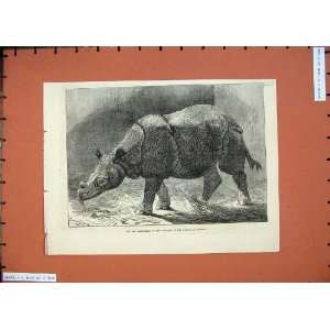   1874 Rhinoceros Gardens Zoological Society Animal Art