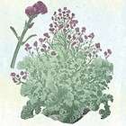 Heirloom EARLY PURPLE SPROUTING BROCCOLI 100 Seeds DELICIOUS