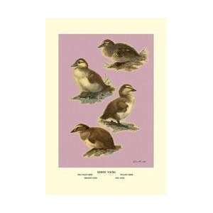  Four Downy Young Ducks 28x42 Giclee on Canvas