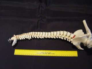   lifelike spine features pelvis nerve branches vertebral artery movable