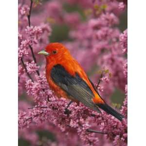 Male Scarlet Tanager, Piranga Olivacea, in a Flowering Redbud Tree 