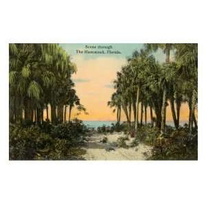  The Hammock, Florida Premium Poster Print, 16x24
