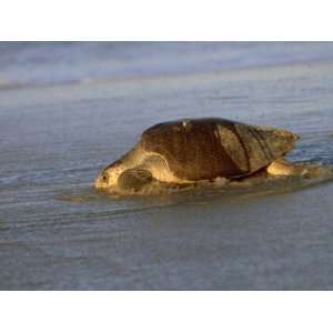  Pacific Ridley Sea Turtle, Oaxaca, Mexico Giclee Poster 