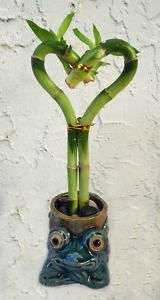 Lucky Bamboo Arrangement Heart in Green Frog Ceramic  