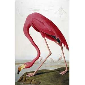  American Flamingo by John James Audubon 23.25X36.00. Art 