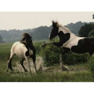  Two Wild Pony Stallions Stomp and Toss Manes in a Status 