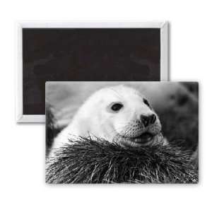  Baby Seal   3x2 inch Fridge Magnet   large magnetic button 