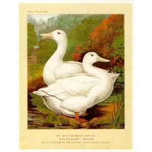  Aylesbury Ducks Poster Print