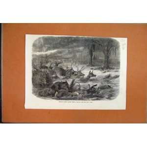  1866 Deer Bears Fox Taking Refuge Prairie Fire River