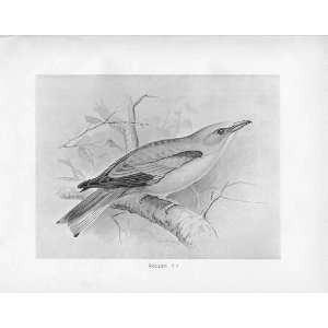  Birds Frohawk Drawings Antique Print Roller
