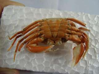 Crab taxidermy, 46 mm, SUN DRIED TREATED W? FORMALINE  
